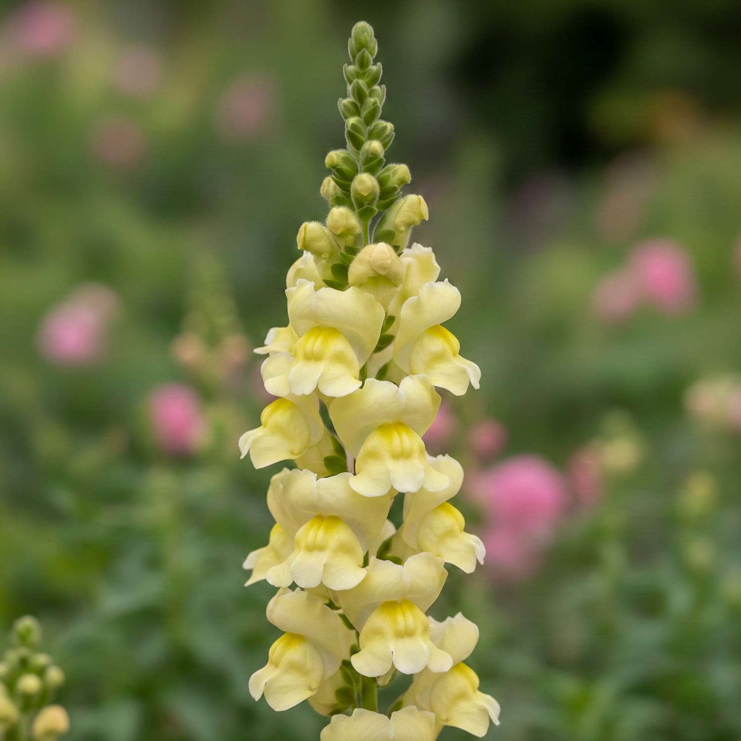Muflier 'Madame Butterfly Yellow' (graines)